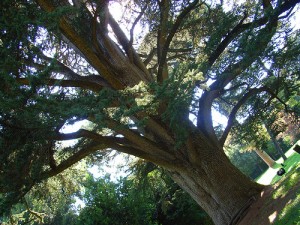 la brezza che fa frusciare i rami degli alberi