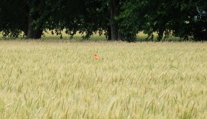 spighe-di-grano-al-vento